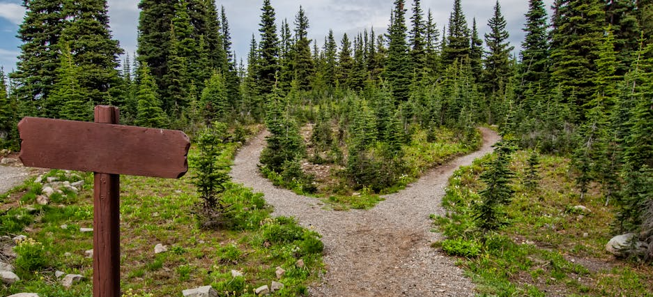Der Weg in einen Wald hinein gabelt sich plötzlich.